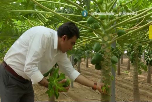 کشاورز جوان اهل کاکی خربزه درختی را در گلخانه به ثمر رساند