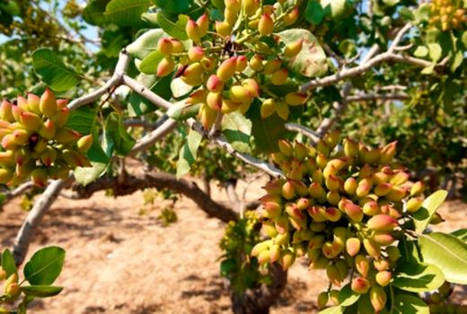 کاشت ۱۶۲ هکتار پسته در استان ایلام