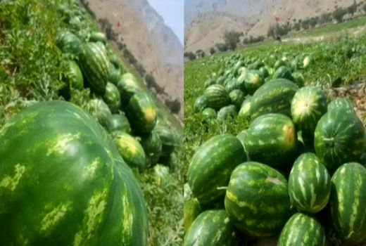 آغاز برداشت هندوانه درشهرستان پارسیان