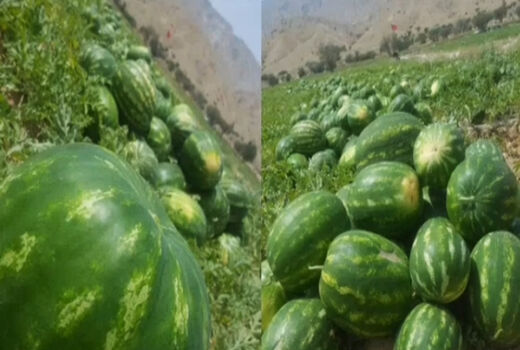آغاز برداشت هندوانه درشهرستان پارسیان