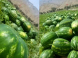 آغاز برداشت هندوانه درشهرستان پارسیان