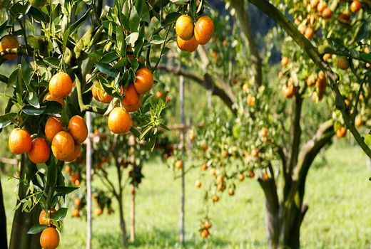 احداث باغات مادر مرکبات و میوه‌های گرمسیری در سیستان و بلوچستان و جنوب کرمان/ توسعه موز در مناطق جنوبی با ایجاد سایه‌بان