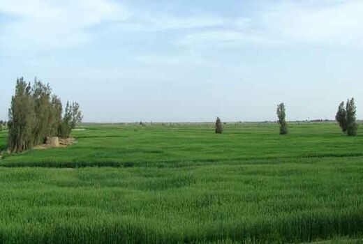  رفع تداخل بیش از ۲۵ هزار هکتار از اراضی ملی و کشاورزی درسیستان