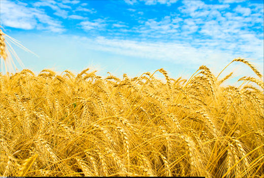 خروج گندم از چرخه خرید تضمینی، تخلف است و با آن برخورد می‌شود