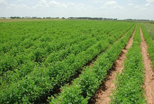 خشکسالی و کمبود آب، بلای جان لوبیای دهاقان