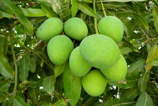 بیش از13 هزار تن انبه در سیستان و بلوچستان برداشت شد