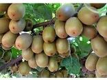تولید 220 هزارتن کیوی در مازندران