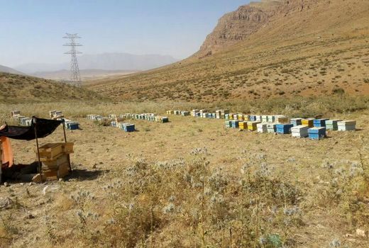 اجرای طرح های زنبورداری بنیاد برکت در شهرستان لردگان