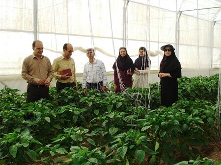 آموزش مهارتی تعداد 453 نفر نیروی کار ماهر گلخانه‌های استان آذربایجان شرقی
