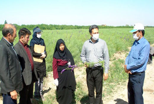 برگزاری دوره آموزش زراعت کلزا (مرحله داشت) توسط مرکز تحقیقات و آموزش کشاورزی آذربایجان شرقی