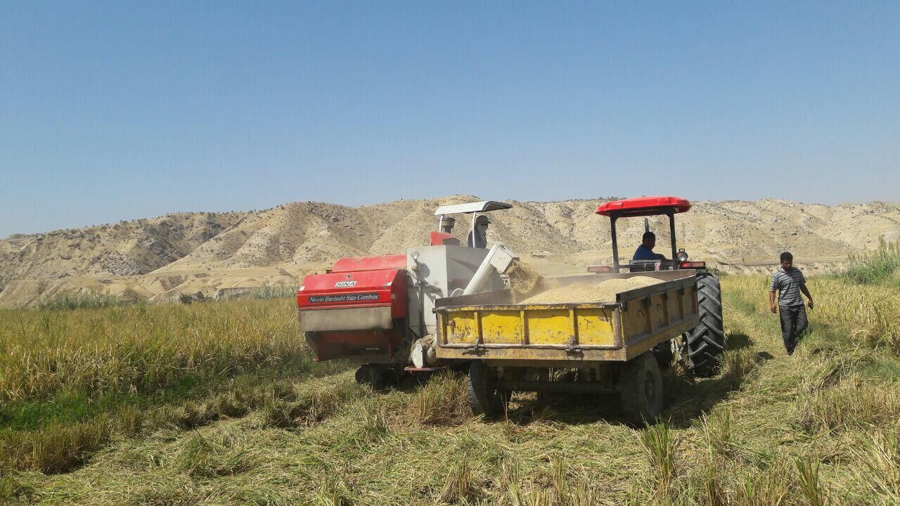 برداشت برنج در 700 هکتار از شالیزارهای شهرستان چرام / پیش‌بینی تولید 6 هزار تن برنج