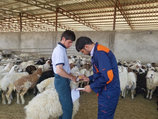 صادرات 16 هزار رأس دام سبک از فسا