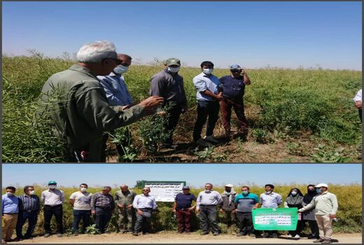 برگزاری روز مزرعه کلزا در آبیک ‌