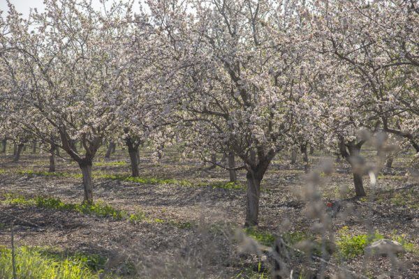 بررسی تغییرات سطح آب‌های زیرزمینی در جریان خشکسالی در دره مرکزی کالیفرنیا