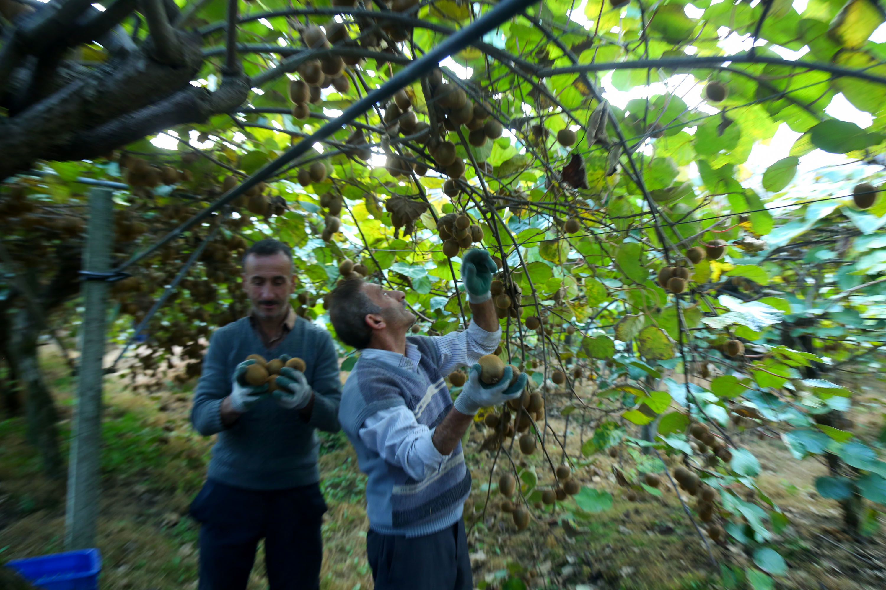  میوه ای شگفت انگیز به نام کیوی 