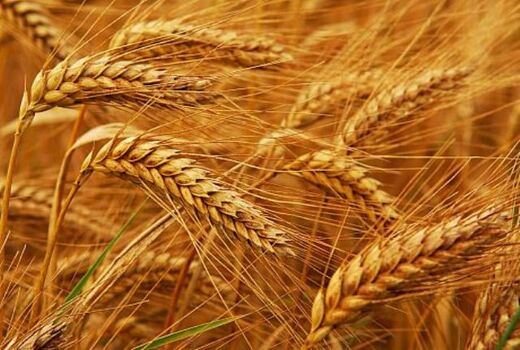 خرید تضمینی ۲۶۵۰ تن گندم از گندم کاران استان اصفهان