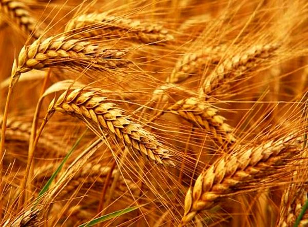 خرید تضمینی ۲۶۵۰ تن گندم از گندم کاران استان اصفهان