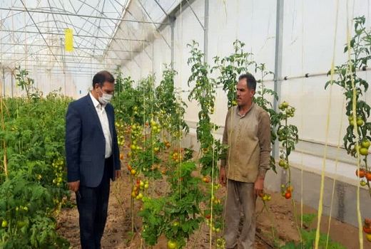 بهره‌برداری از یک واحد گلخانه مکانیزه در راوند کاشان 