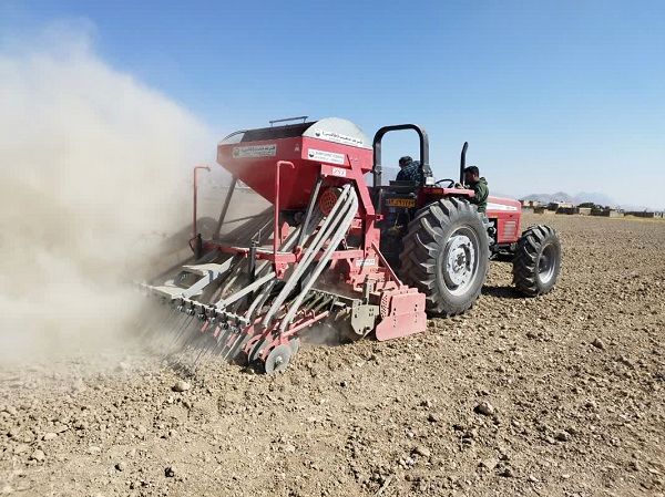 پیش‌بینی کشت 28 هزار هکتار غلات پاییزه در بیضا