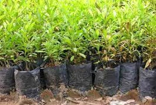 پرداخت یارانه نهال به متقاضیان احداث باغ در داراب