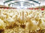 کاهش قیمت مرغ زنده، با وجود همکاری اتحادیه مرغداران استان فارس