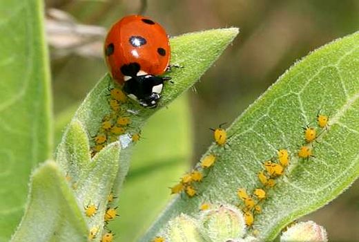 برگزاری کارگاه آموزشی ملی سیستم های نوین مدیریت تلفیقی آفات در استان بوشهر