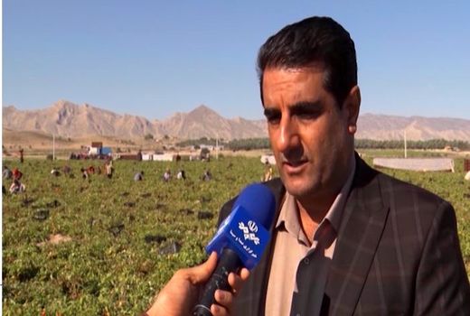 پیش‌بینی برداشت ۵۷۵ هزار تن گوجه‌فرنگی از زمین‌های استان بوشهر 