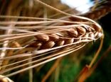 عرضه 6500 تن جو کشاورزان گلستانی در بورس