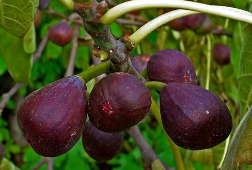   شهرستان پلدختر قطب تولید 