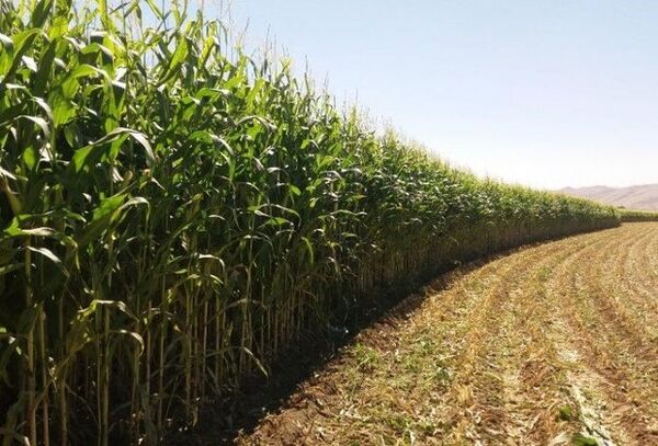 پیش‌بینی تولید 351 هزار تن ذرت علوفه‌ای از مزارع آذربایجان غربی 