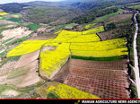 کشت کلزا در اراضی شالیزاری و دیمی رودبار