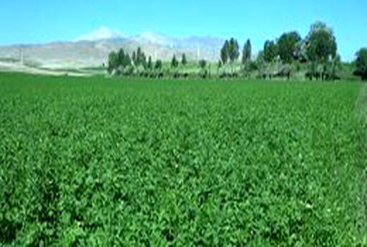 آغاز برداشت انواع علوفه از مزارع فریدن