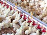 جهش تولید گوشت سفید در بیضا