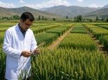 از تولید هسته‌های اولیه بذری تا معرفی ارقام جدید؛ پژوهش کشاورزی در خدمت امنیت غذایی
