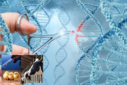 اجرای 6 پروژه ملی برای تولید مثل و اصلاح نژاد دام و طیور 