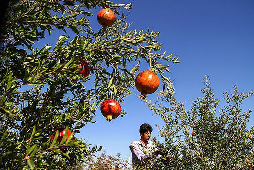 برداشت انار در ساوه
