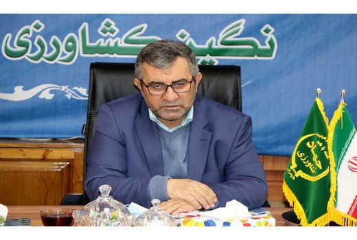 برنج پرمحصول از کشاورزان مازندرانی خریداری می‌شود