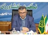 برنج پرمحصول از کشاورزان مازندرانی خریداری می‌شود