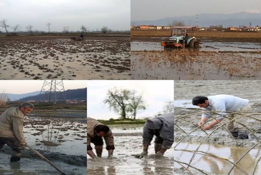 لزوم رعایت تقویم زراعی برای شالیکاران گیلانی 