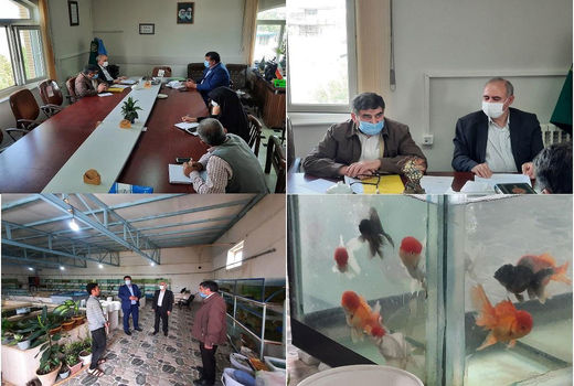 تولید بیش از چهار میلیون قطعه ماهی زینتی در شهرستان آذرشهر 