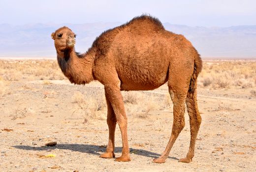 عواید ۲۸۷ میلیاردی با تولید حدود چهار هزار تنی محصولات شتر در خراسان جنوبی