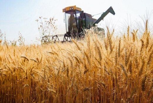 خریداری بیش از ۵۳۷ هزار تن گندم از کشاورزان کردستانی