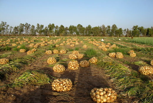 برداشت پیاز از زمین های کشاورزی سیستان وبلوچستان آغاز شد