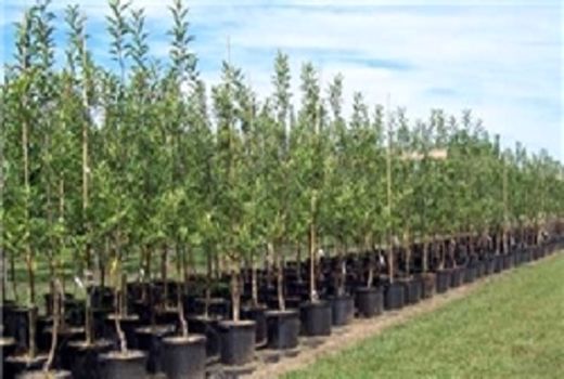تولید نهال شناسنامه‌دار در شهرستان آباده