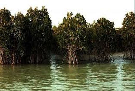 کاشت نهال حرا در 750 هکتار از جنگل‌های استان بوشهر