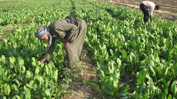 سرمایه‌گذاری عربستان در کشاورزی و بازسازی عراق