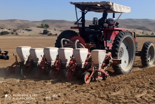 کشت چغندر قند پائیزه در قیروکارزین