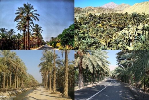 شرایط سخت باعث عدم باردهی در نخل‌های استان بوشهر شده است