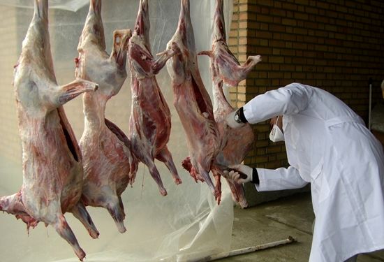 ۷۴۹ راس دام تحت نظارت اکیپ های دامپزشکی آذربایجان غربی ذبح شرعی شد