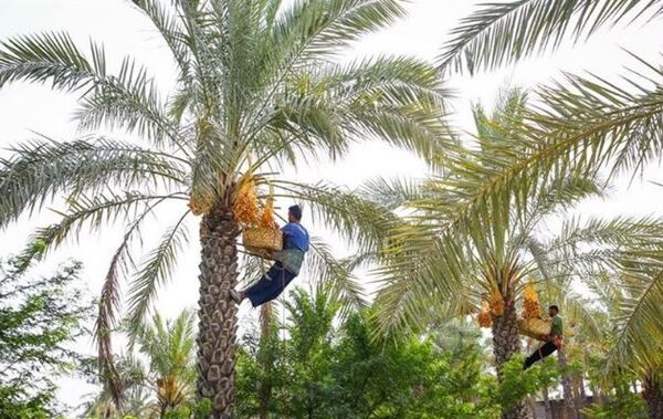 تولید ۲۱۰ هزار تن خرما در استان بوشهر
